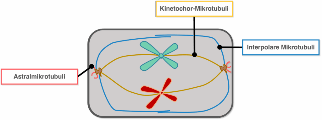 Mikrotubuli - Übersicht