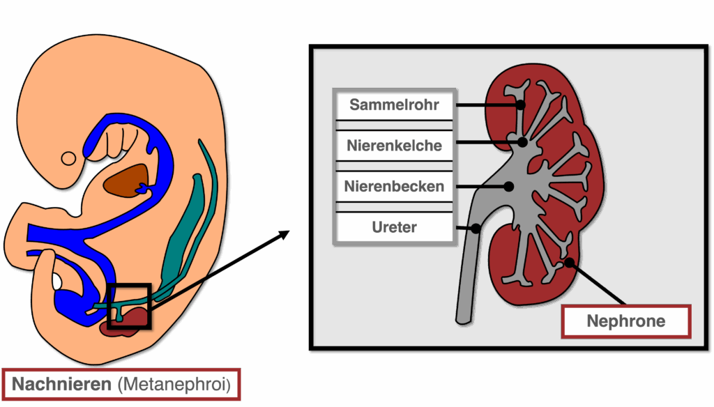 Nachnieren - Nephrone Aufbau