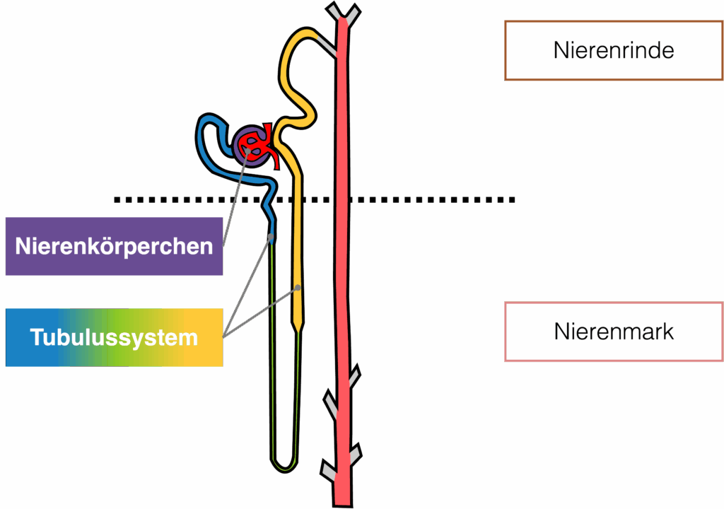 Nephron - Aufbau