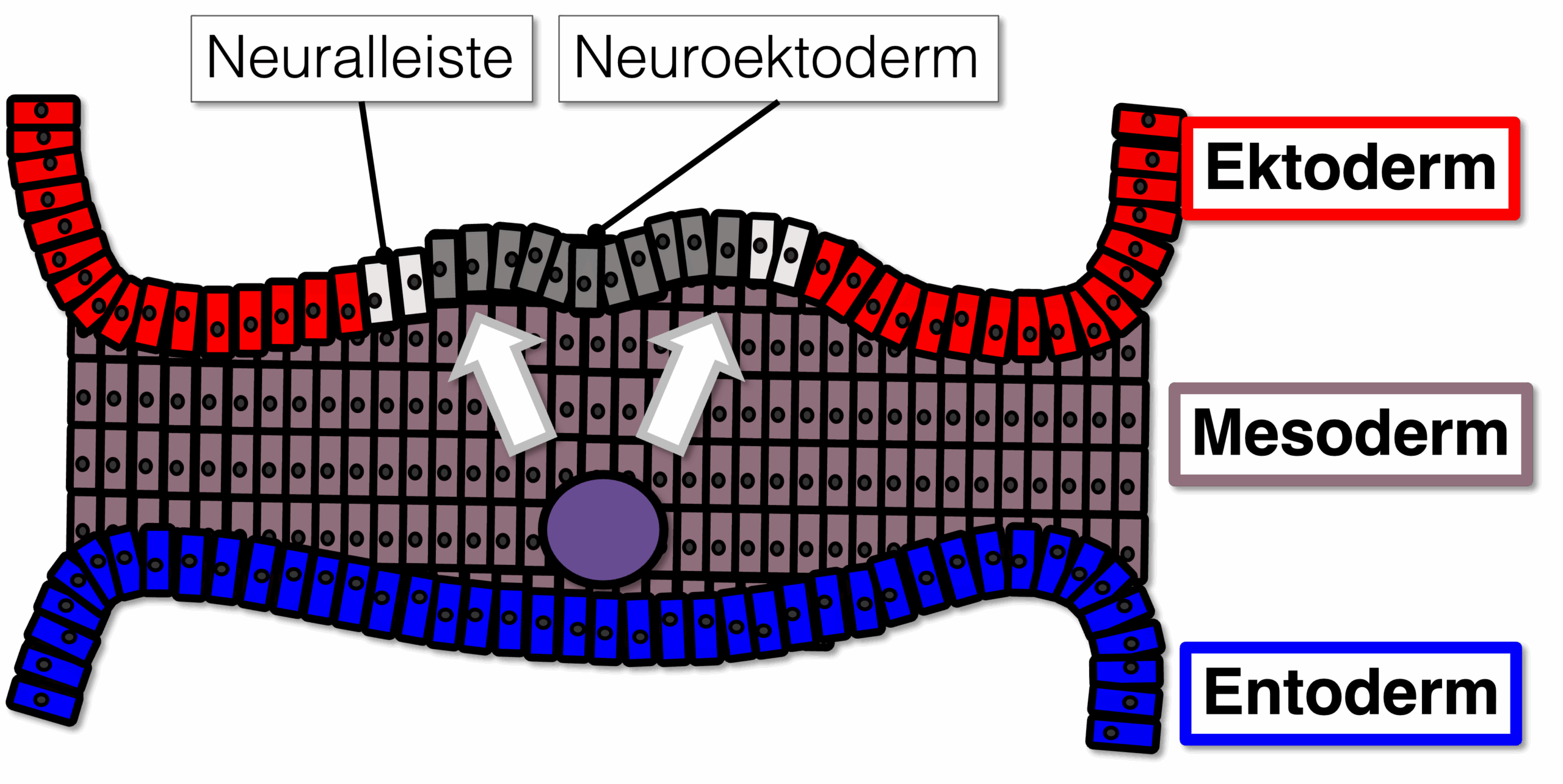 Bildung der Neuralplatte