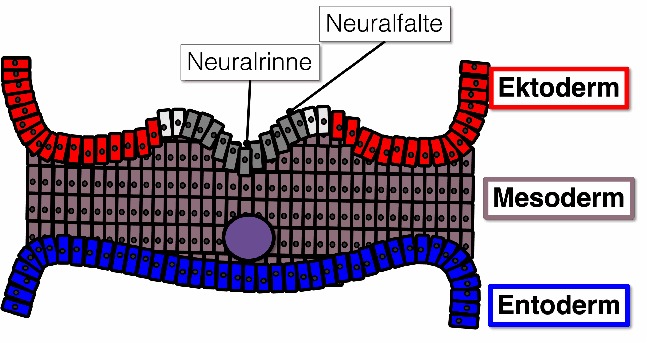 Umformung zur Neuralrinne
