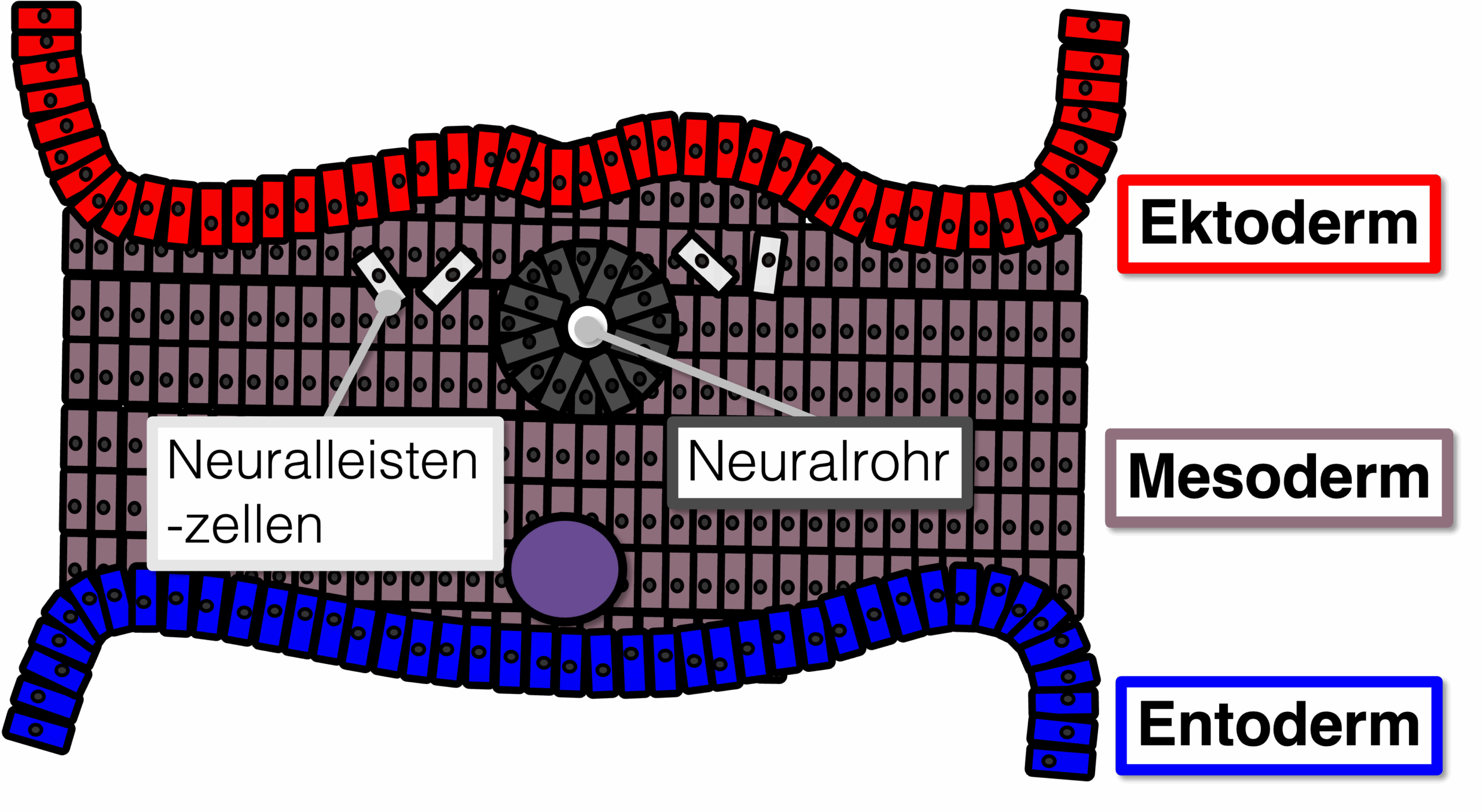 Bildung des Neuralrohrs und der Neuralleistenzellen