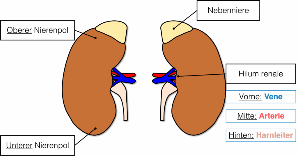 Niere - Aufbau