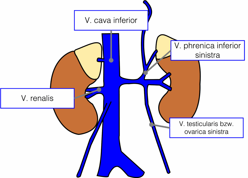 Niere - Venöse Drainage