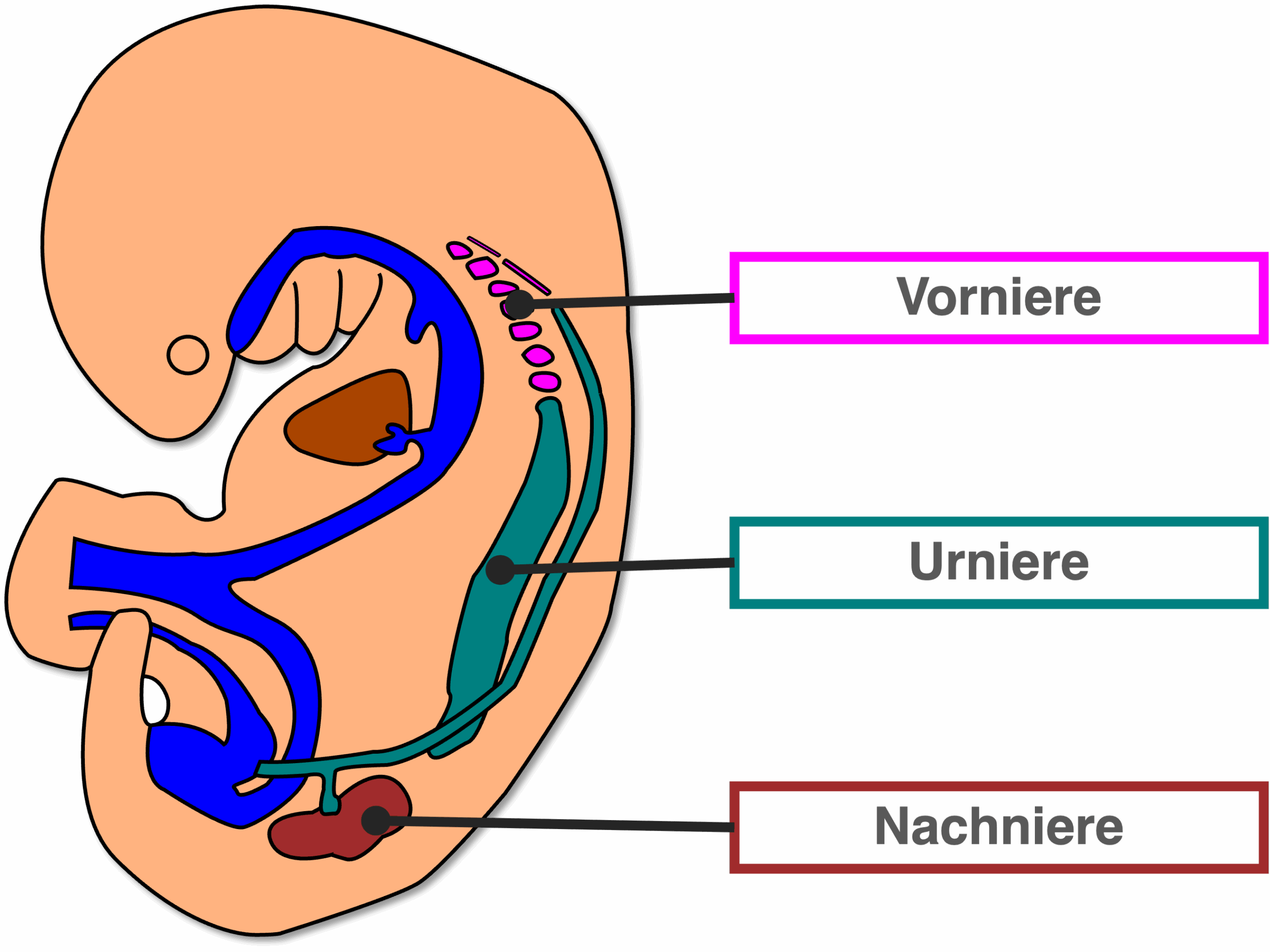 Nierenanlagen - Überblick