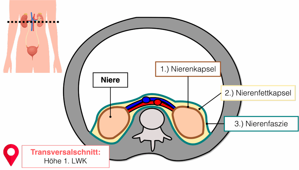 Nierenhüllen