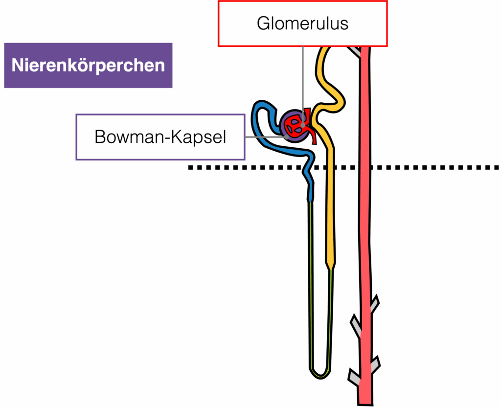 Nierenkörperchen - Aufbau