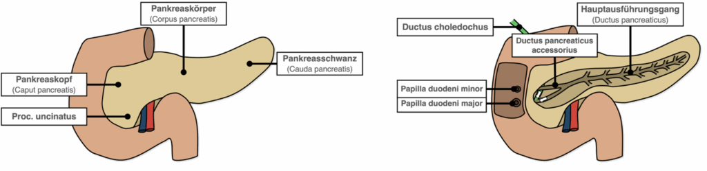 Pankreas - Aufbau Überblick
