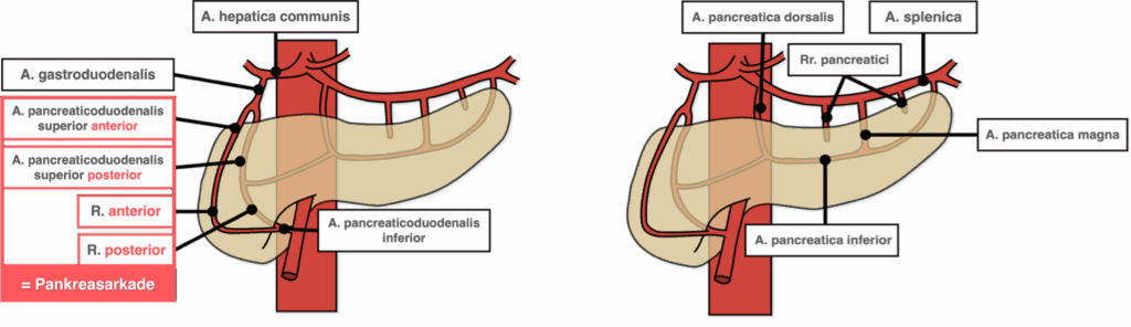 Pankreas - Blutversorgung arteriell
