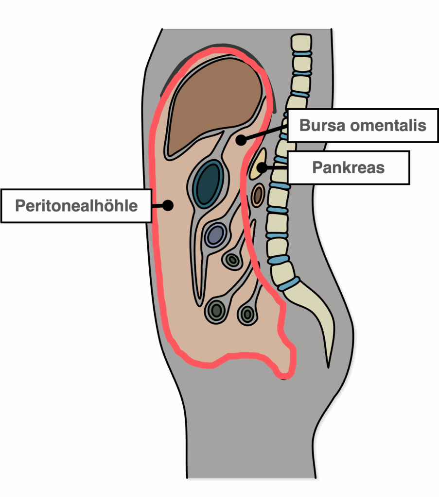 Pankreas - Lage