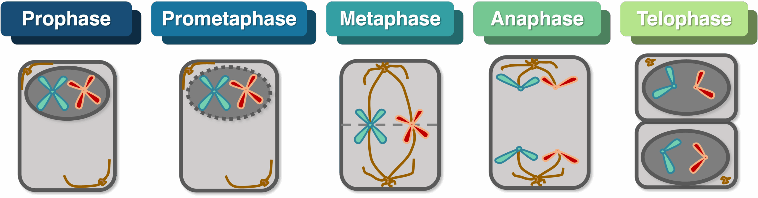 Phasen der Mitose