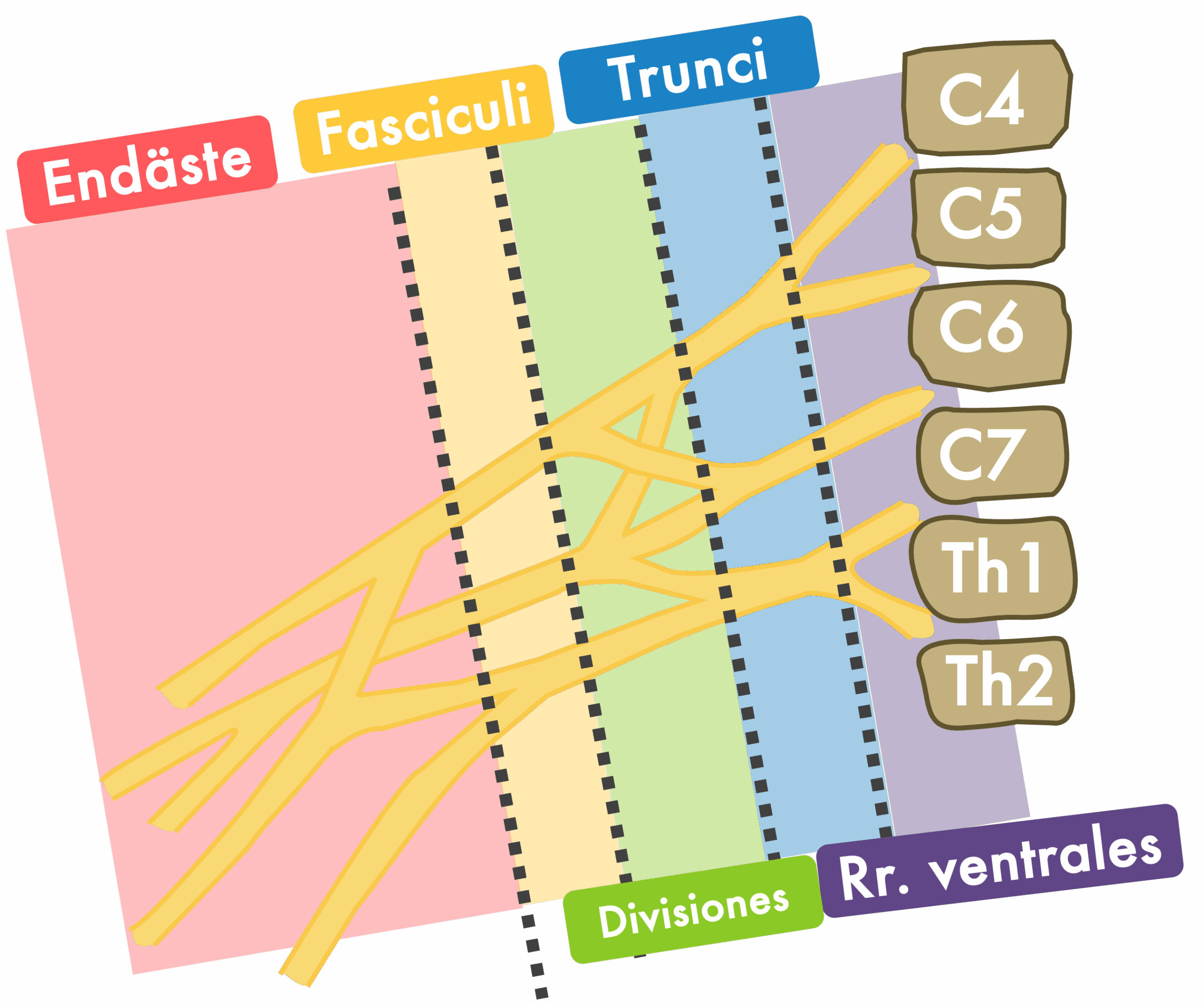 Plexus brachialis Allgemeiner Aufbau