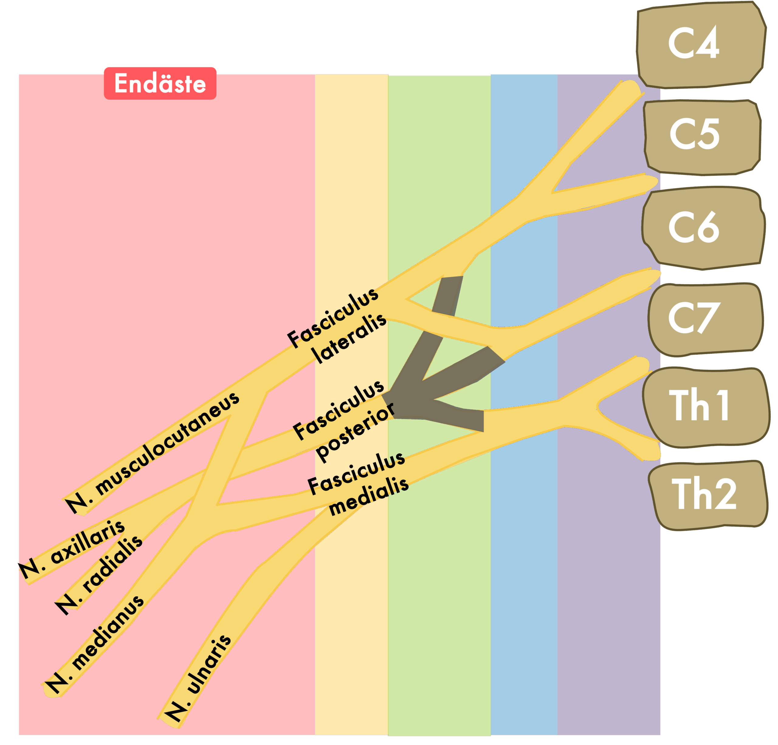 Plexus brachialis - Endäste1