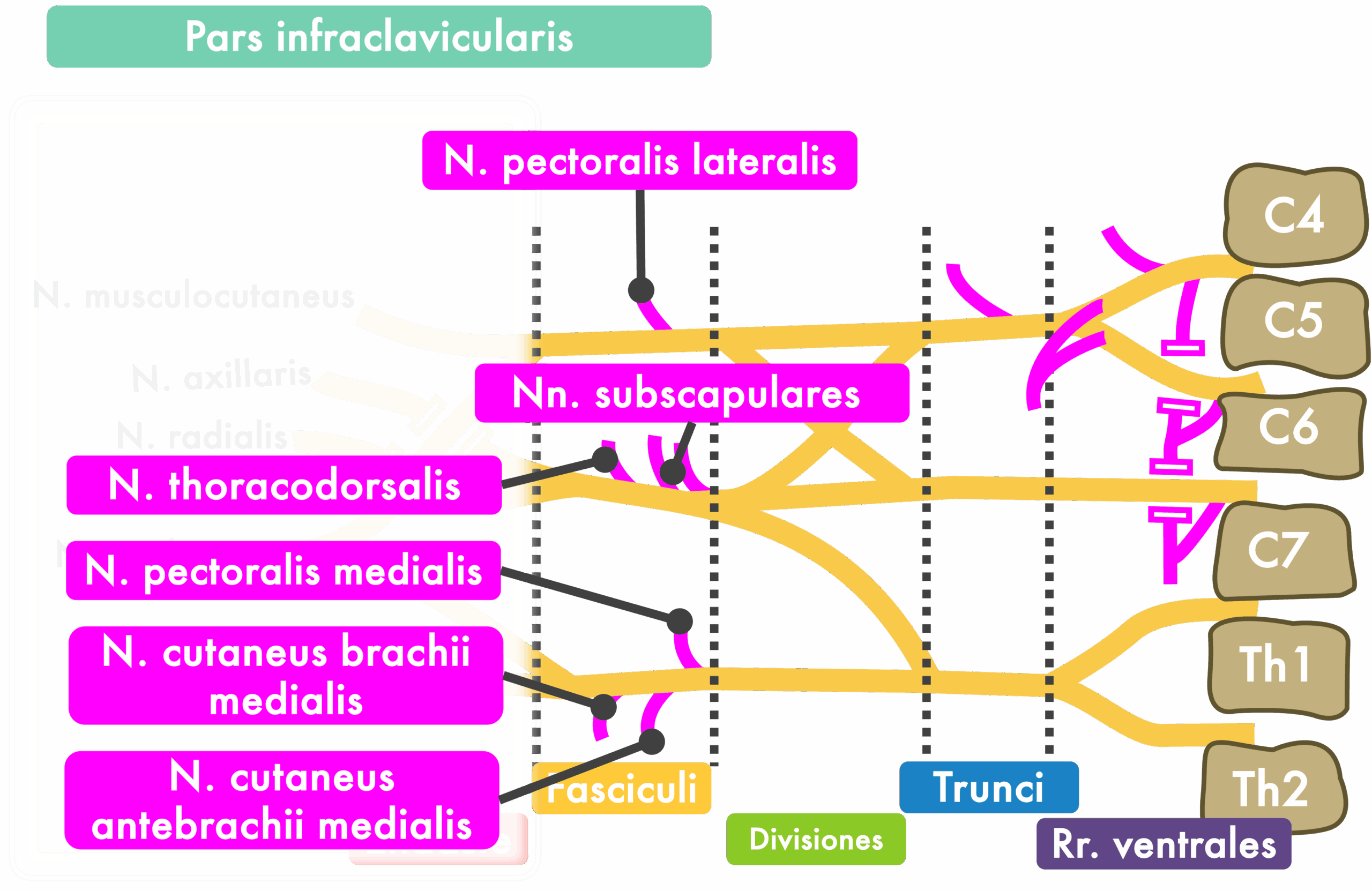 Plexus brachialis - Pars infraclavicularis