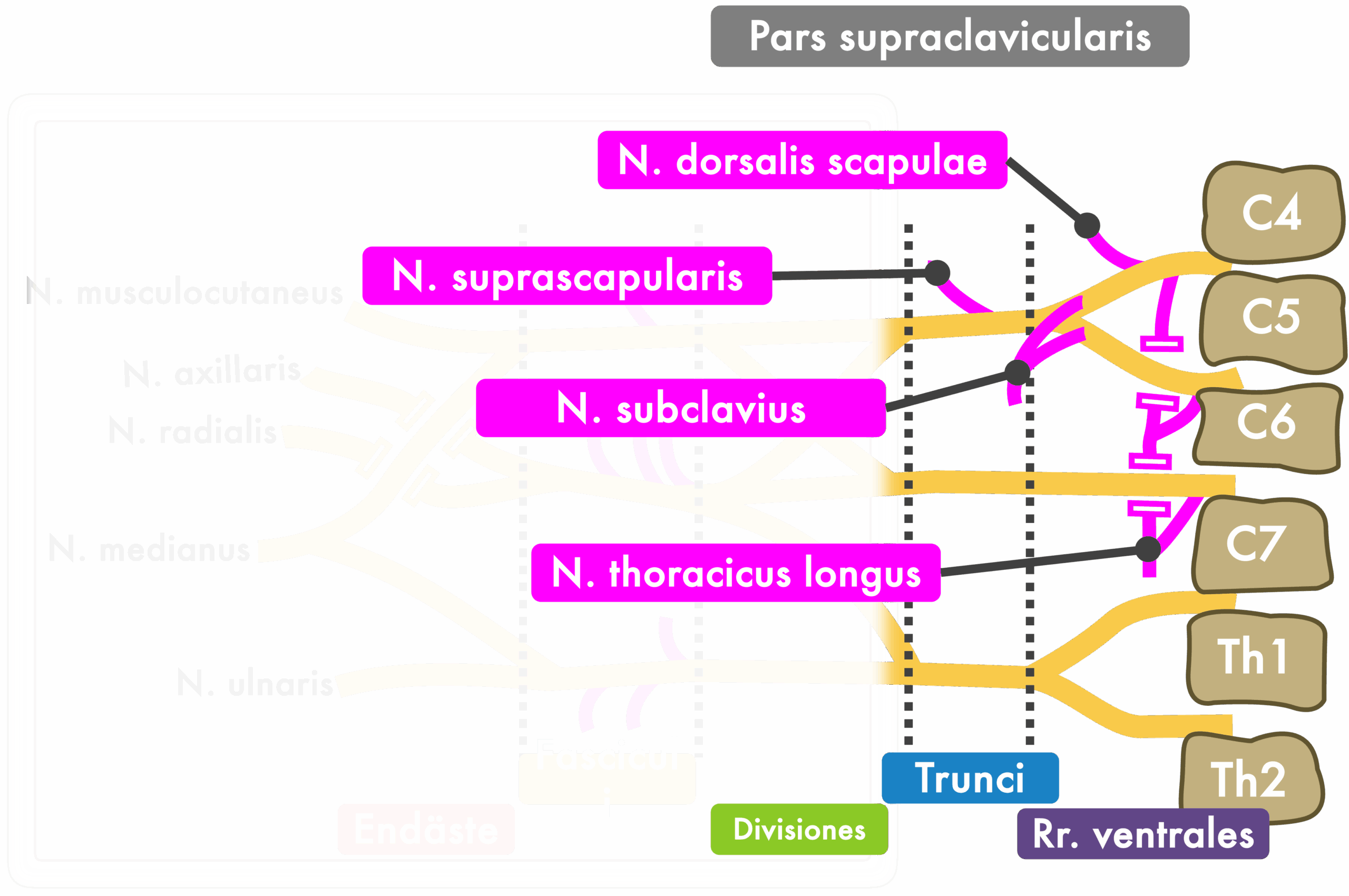Plexus brachialis - Pars supraclavicularis