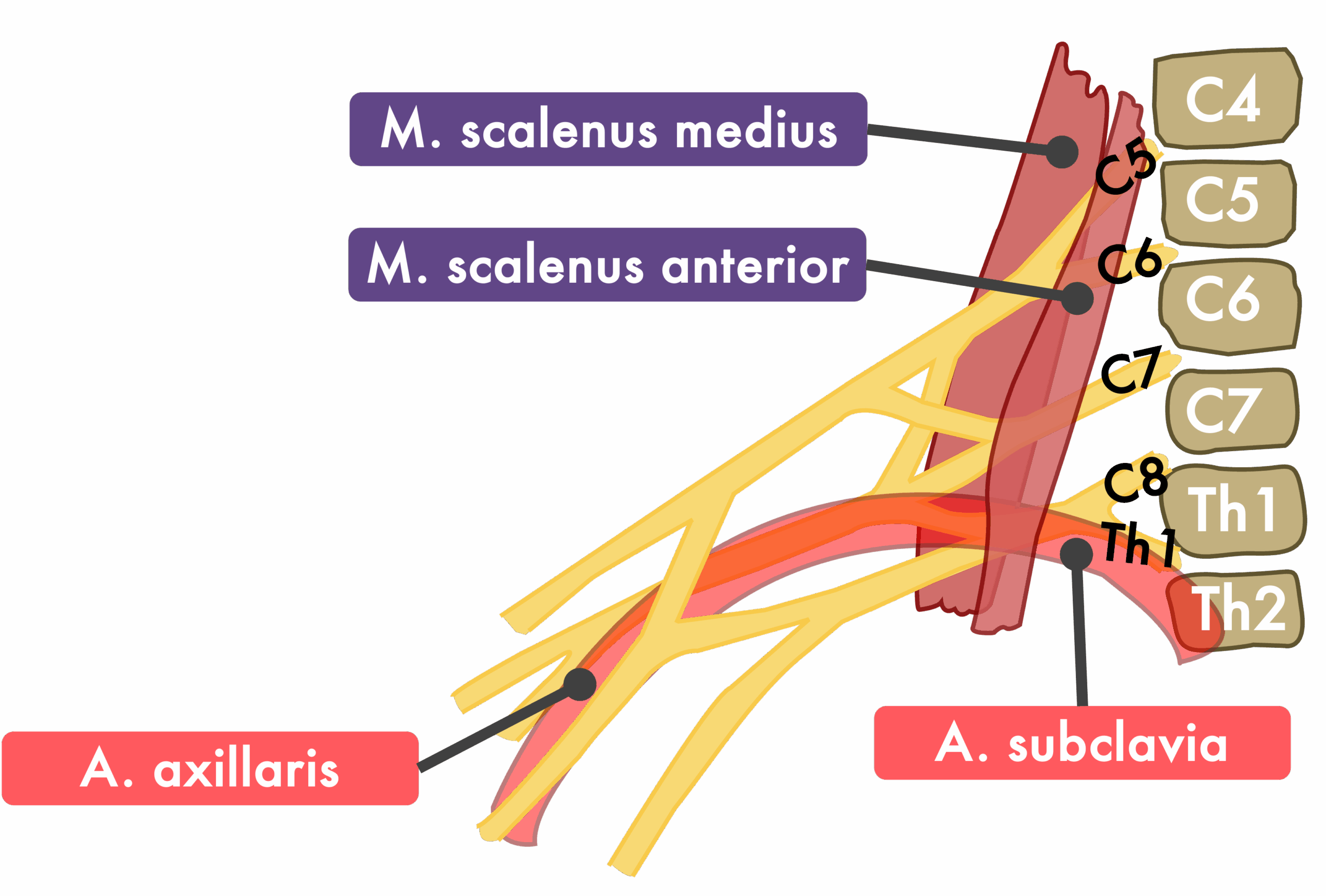 Plexus brachialis Topographie