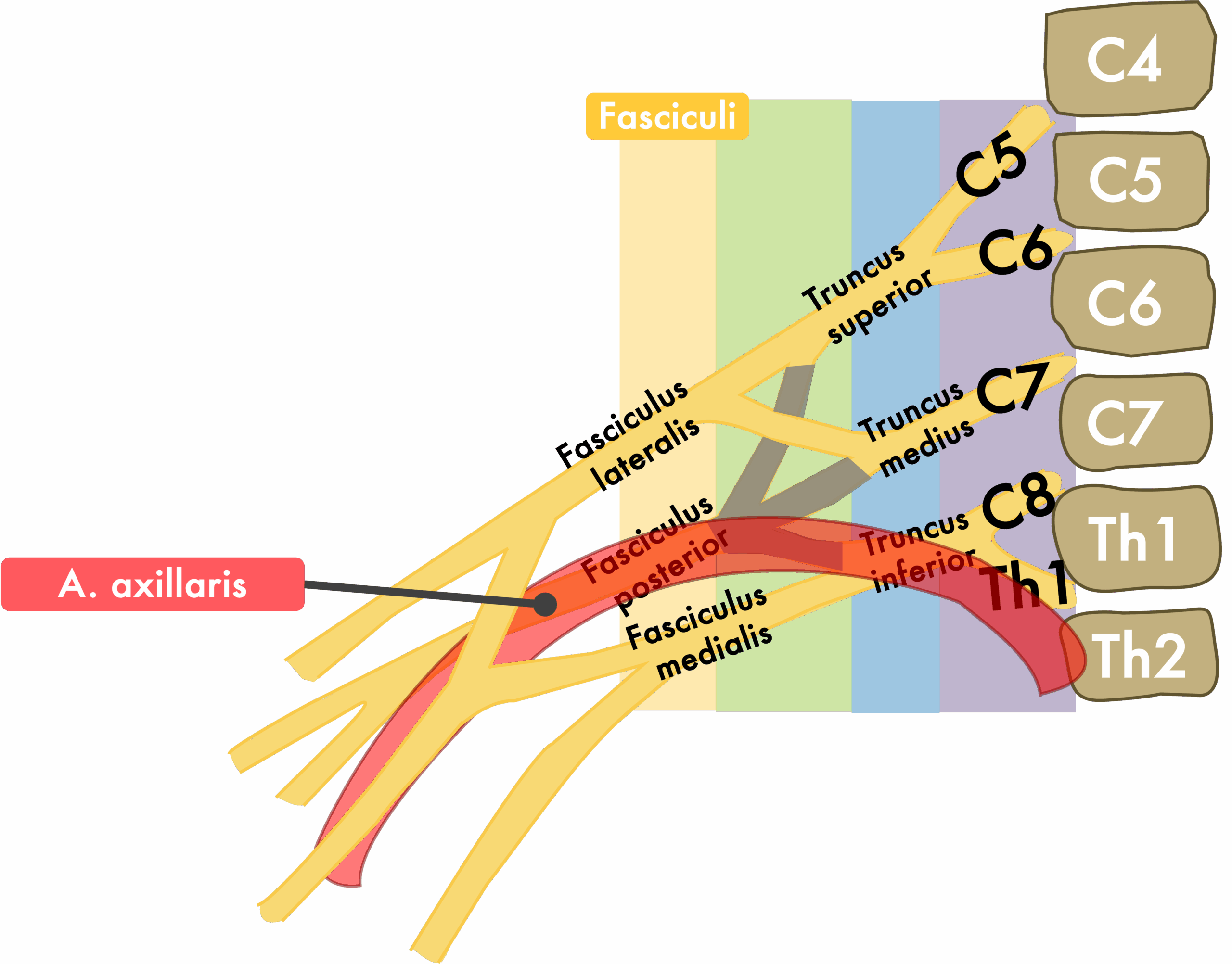 Plexus brachialis - A. axillaris