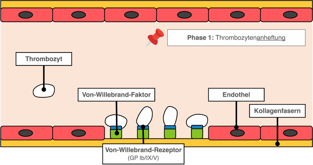 Primäre Hämostase - Phase 1