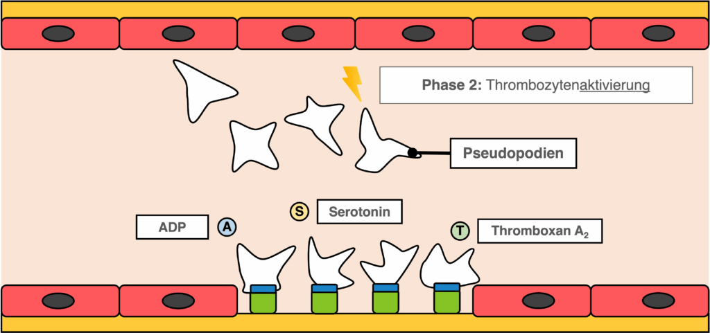 Primäre Hämostase - Phase 2