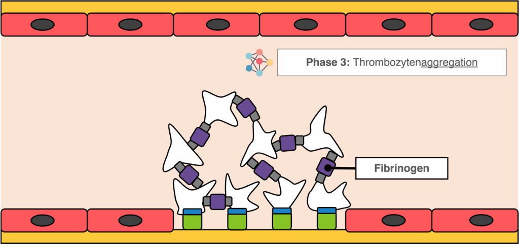 Primäre Hämostase - Phase 3