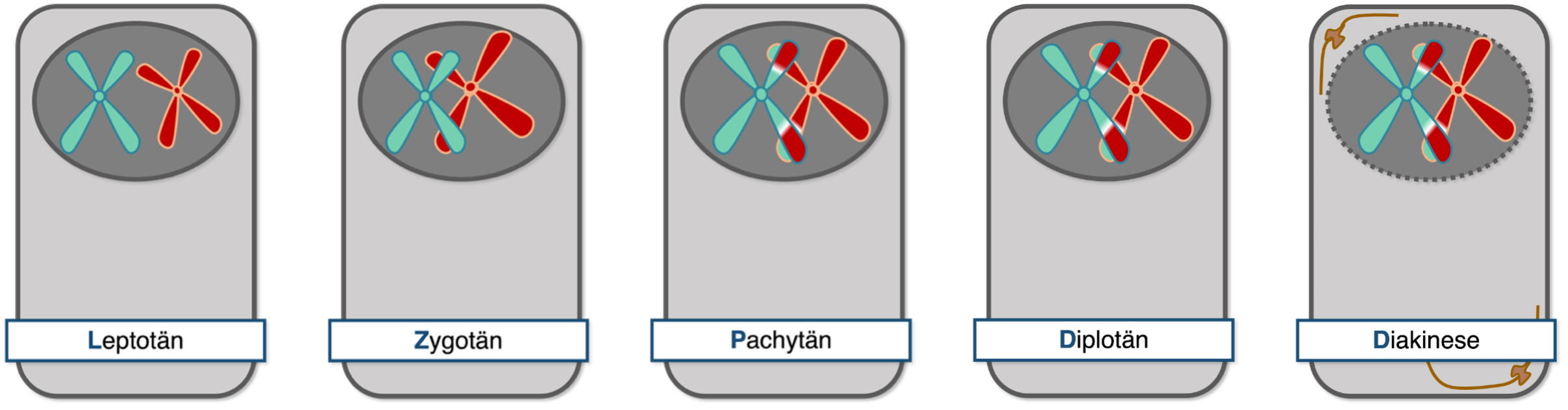 Prophase 1 - Überblick