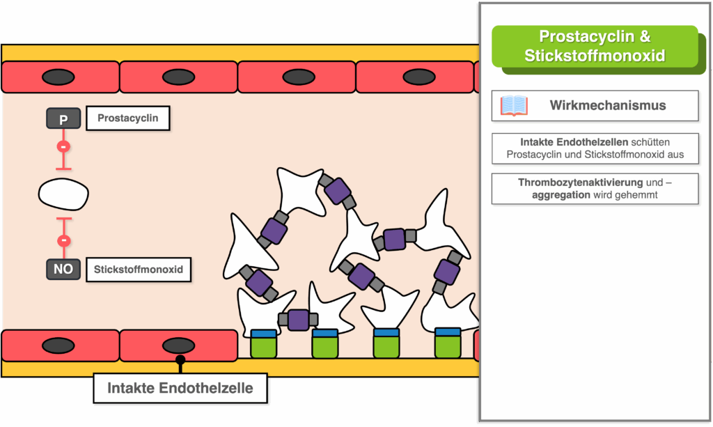 Prostacyclin NO - Wirkung