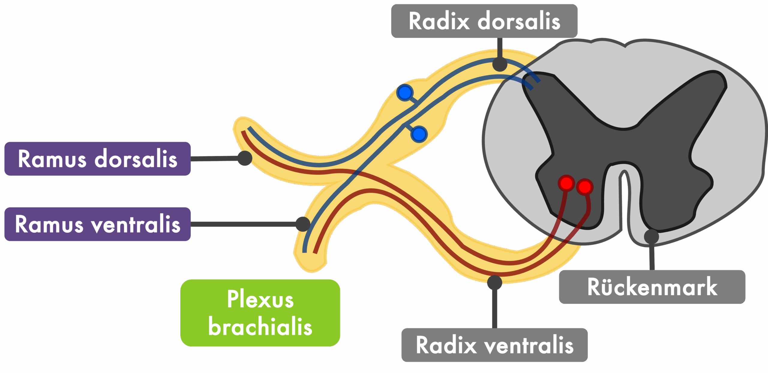 Ramus ventralis Schema