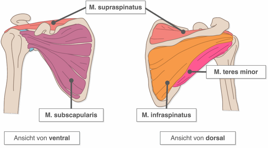Rotatorenmanschette -Überblick