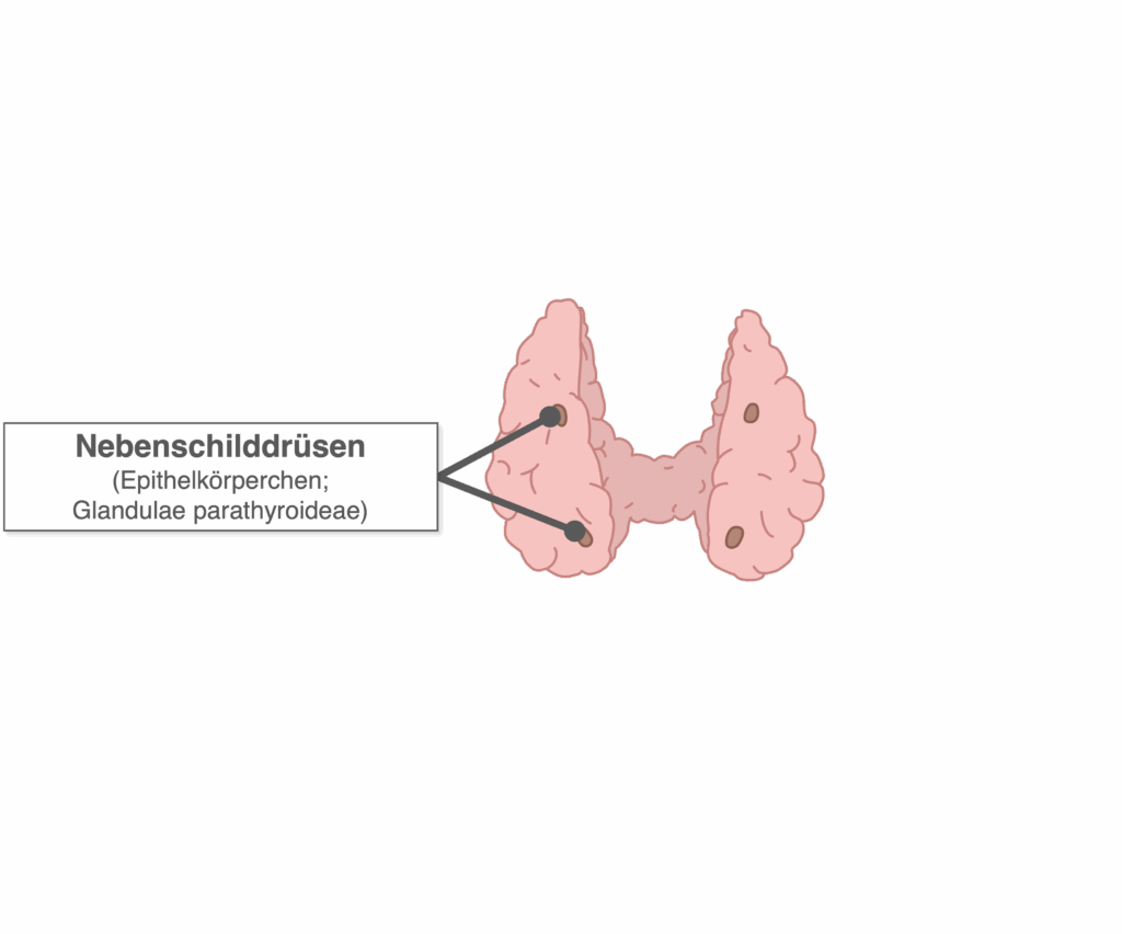 Schilddrüse - Aufbau dorsal