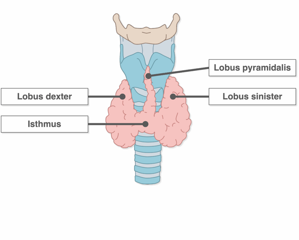 Schilddrüse - Aufbau ventral