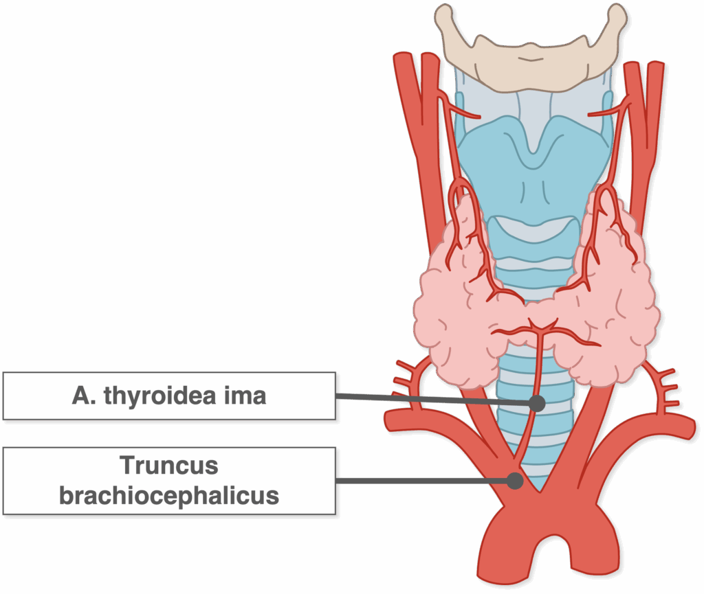 Schilddrüse - Blutversorgung arteriell A. thyroidea ima