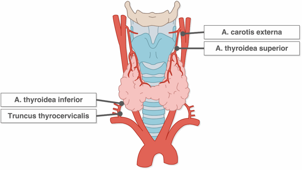 Schilddrüse - Blutversorgung arteriell