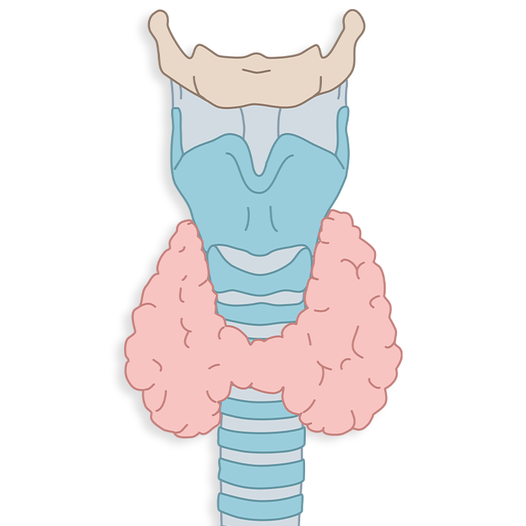 Schilddrüse
