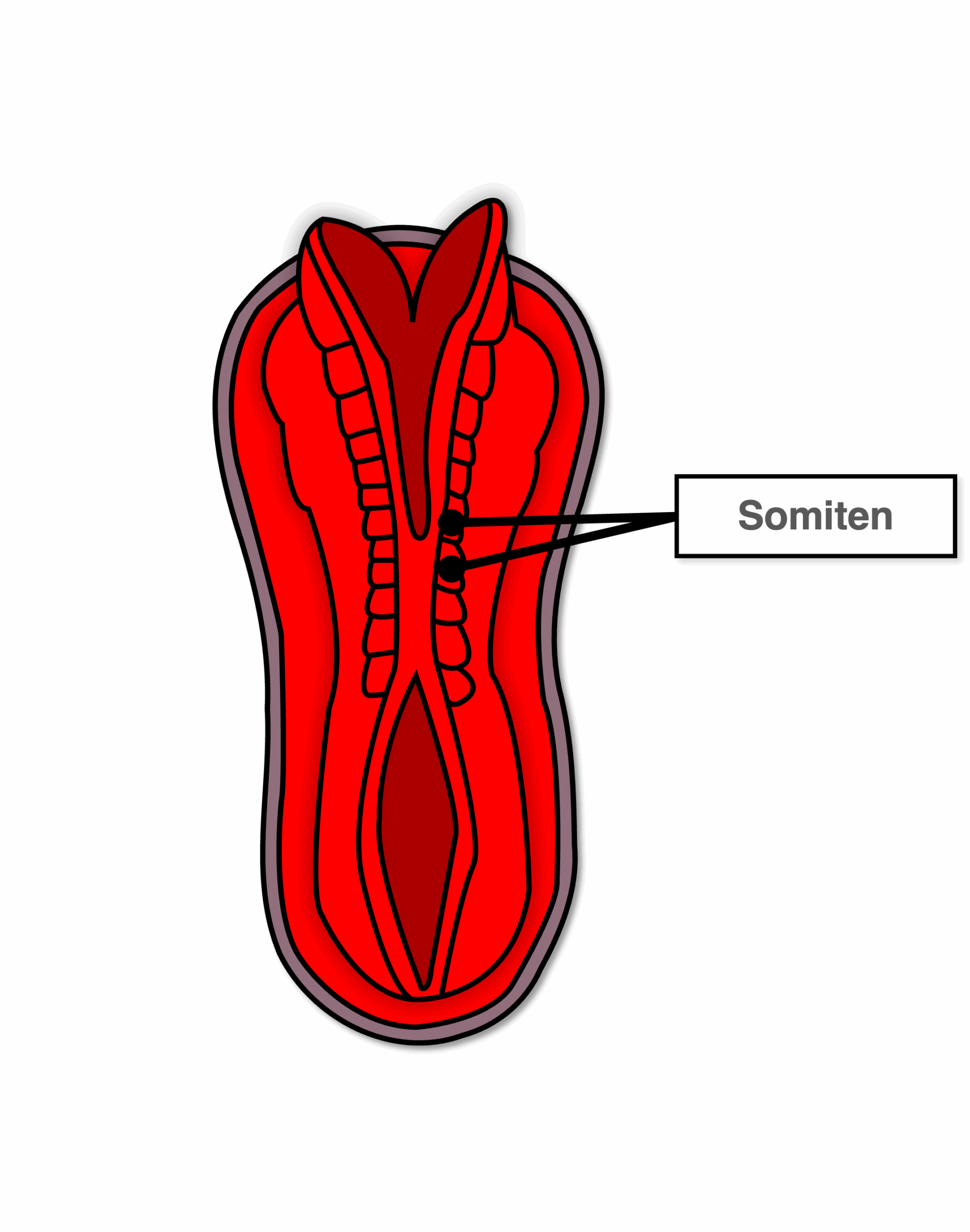 Somiten - Überblick