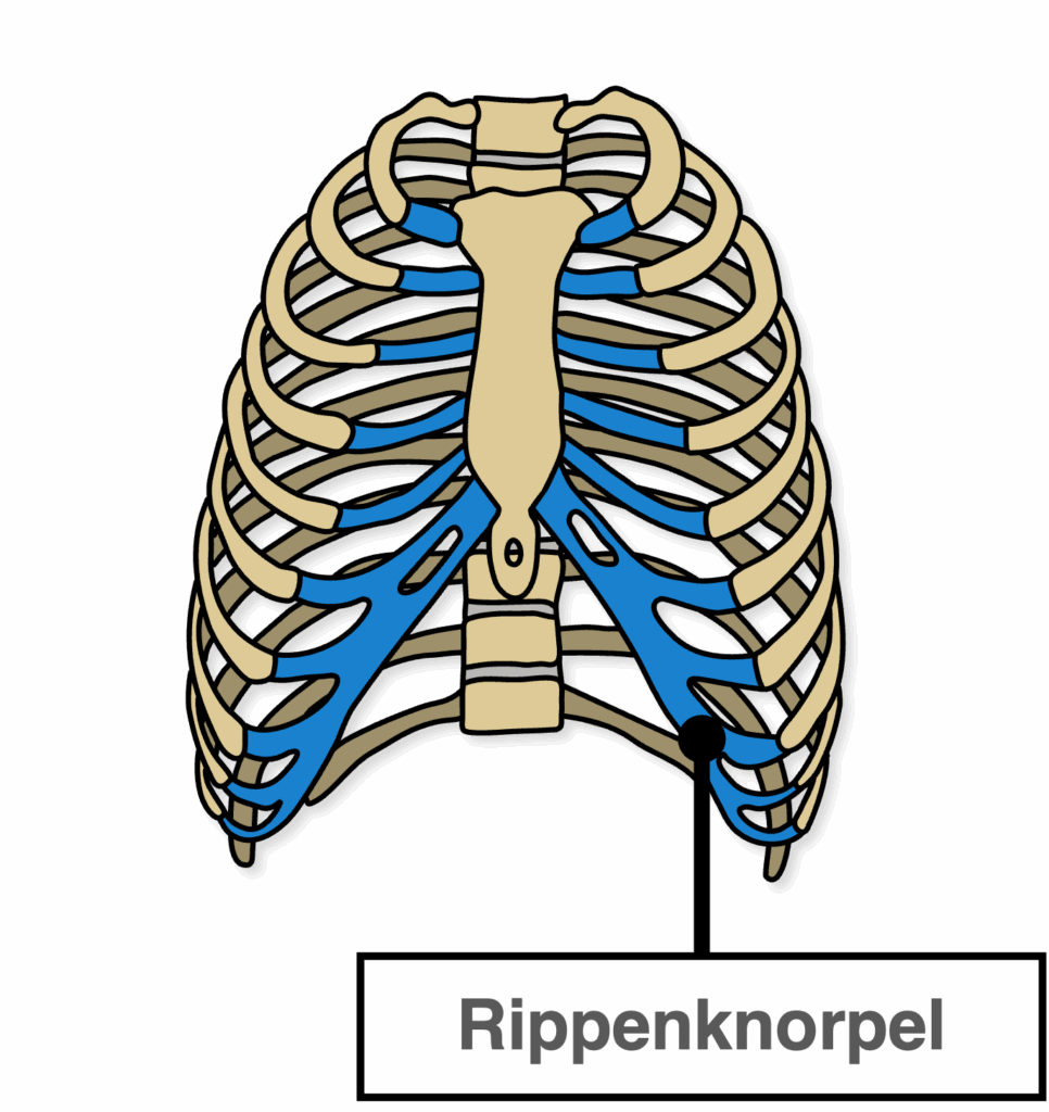 Synchondrose Beispiel