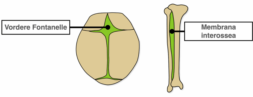 Syndesmose - Beispiele