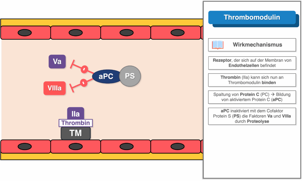 Thrombomodulin - Wirkung