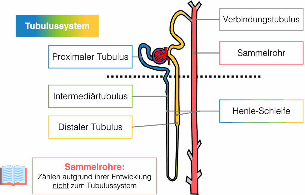 Tubulussystem - Aufbau