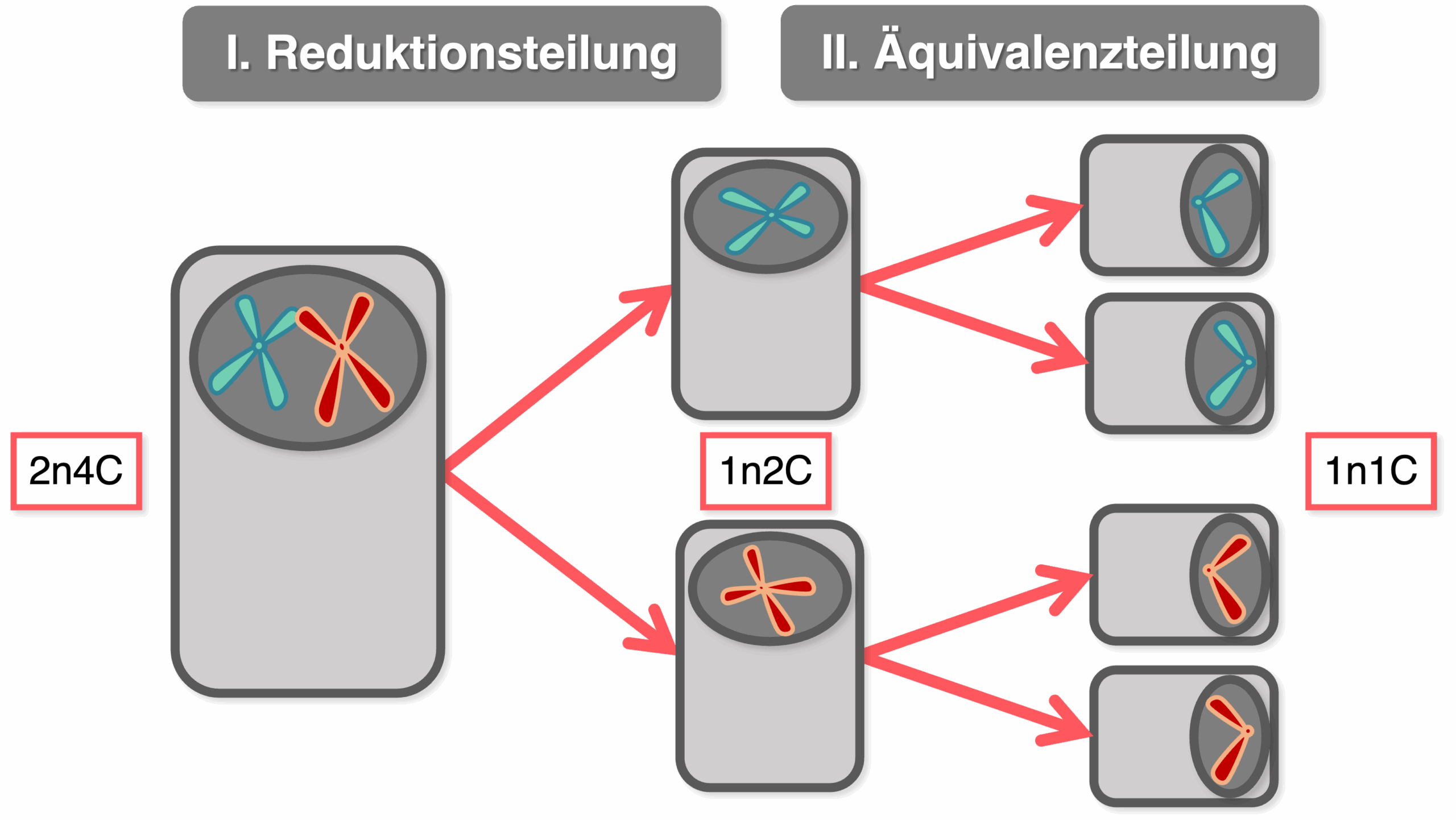 Meiose - Überblick