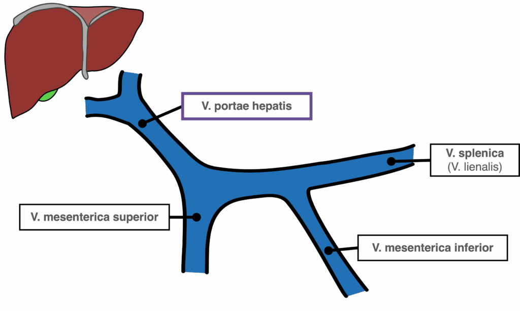 Leber - V. portae hepatis (Pfortader)
