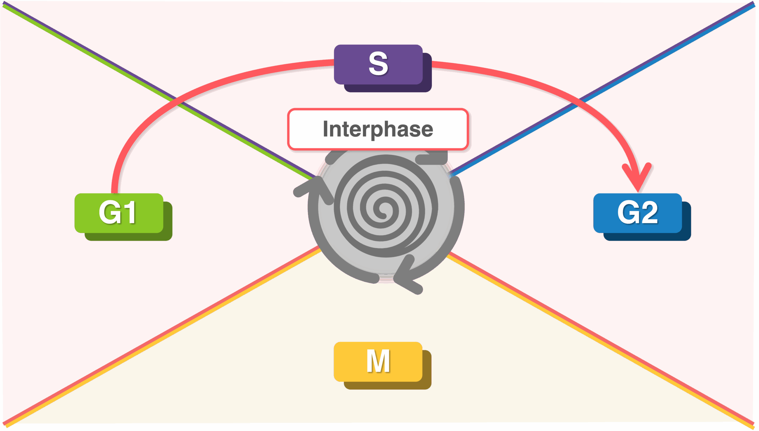Zellzyklus - Interphase