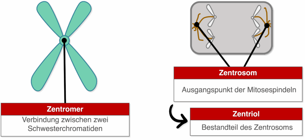 Zentromer Zentrosom Zentriol