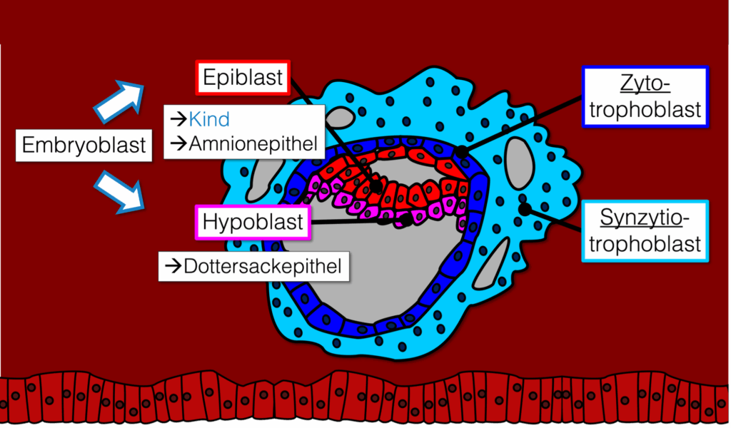 Zweiblättrige Keimscheibe - Aufbau Embryoblast Hypoblast