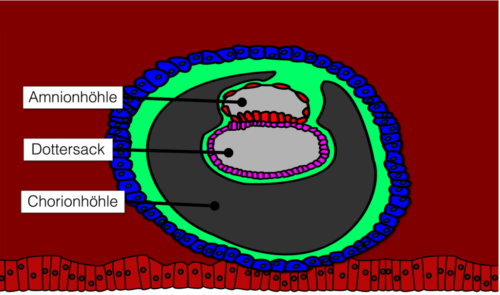 Zweiblättrige Keimscheibe - Chorionhöhle