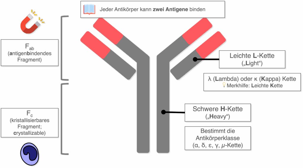 Antikörper - Aufbau