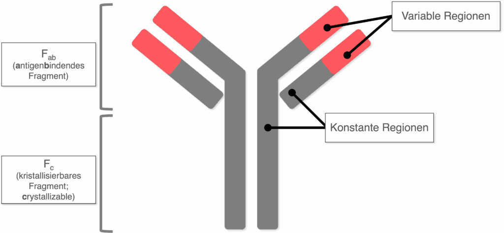 Antikörper - Aufbau (Variable und Konstante Region)