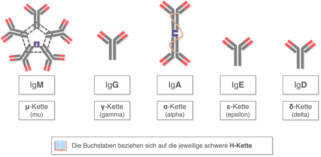 Antikörperklassen - Überblick