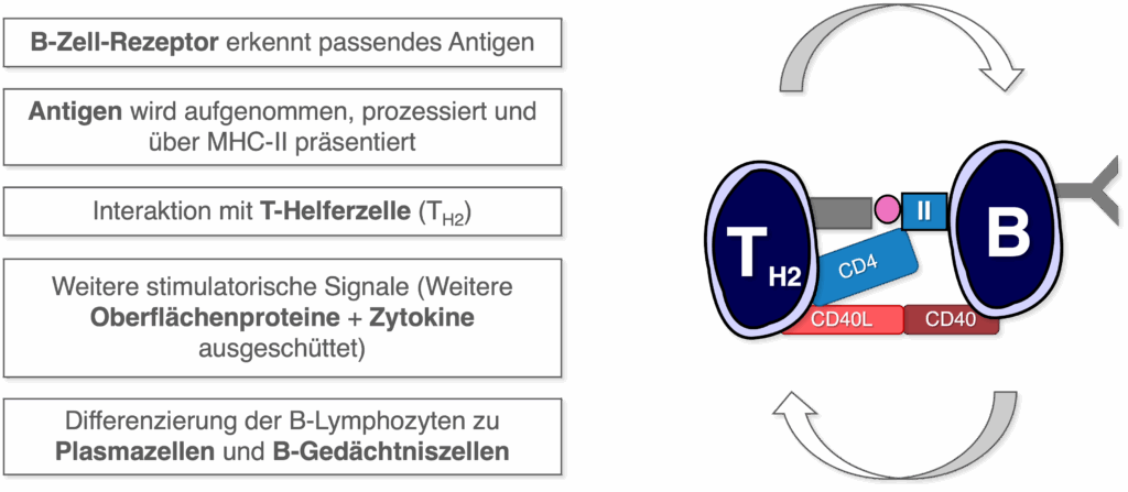 B-Lymphozyten - Aktivierung