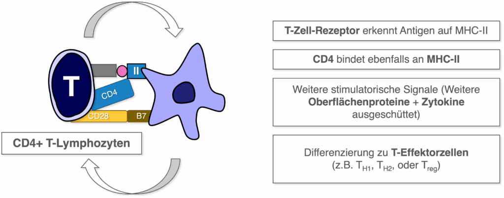 CD4+ T-Lymphozyten - Aktivierung