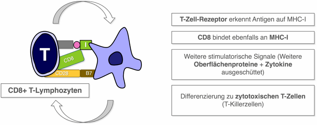 CD8+ T-Lymphozyten - Aktivierung